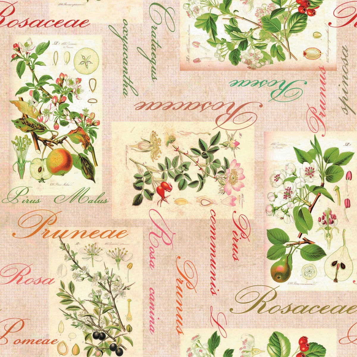 Närbild av Rosalie, dekorativ vaxduk med äpplen, päron, nypon och oliver